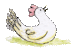 アタシｬ 野鳥じゃないわよ！