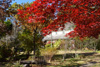 表庭の紅葉 表庭の紅葉
