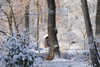 春の雪